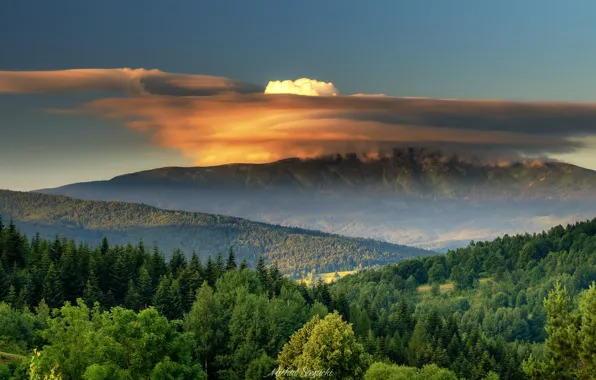 Picture forest, clouds, trees, mountains