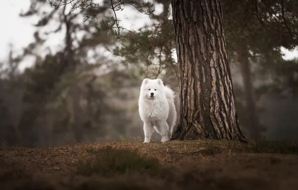Tree, dog, Samoyed
