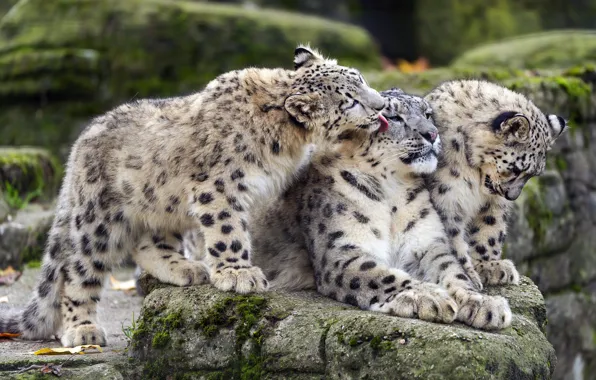 Language, stones, together, snow leopard, trio, friends, cubs, snow leopards