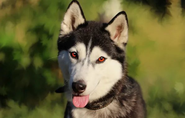Language, look, each, dog, husky