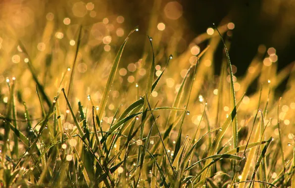 Grass, drops, macro, light, nature, Rosa, glare, background