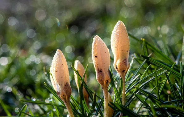 Picture drops, flowers, spring, crocuses, buds