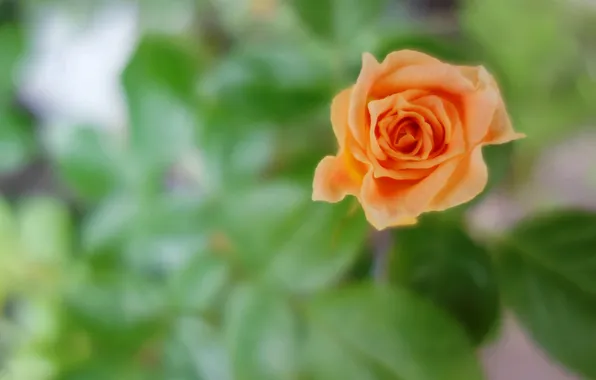 Flower, leaves, flowers, orange, blur, blur, green background, bokeh