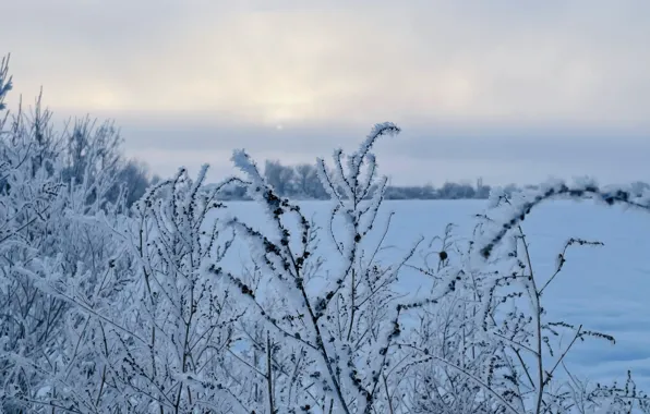 Frost, morning, frost