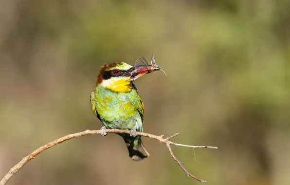 Picture branches, bird, bokeh, mining, snack, Valery Chernyak