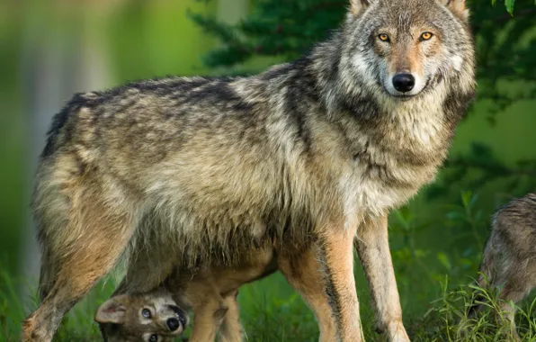Picture wolf, puppy, wolf, the cub, mother