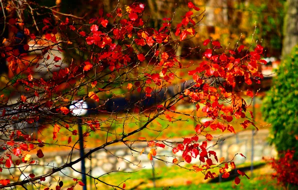 Autumn, Park, Fall, Park, Autumn, Red leaves, Red leaves