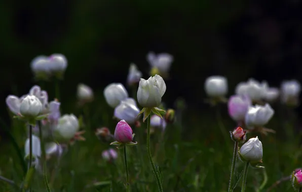 Greens, summer, flowers, glade, field