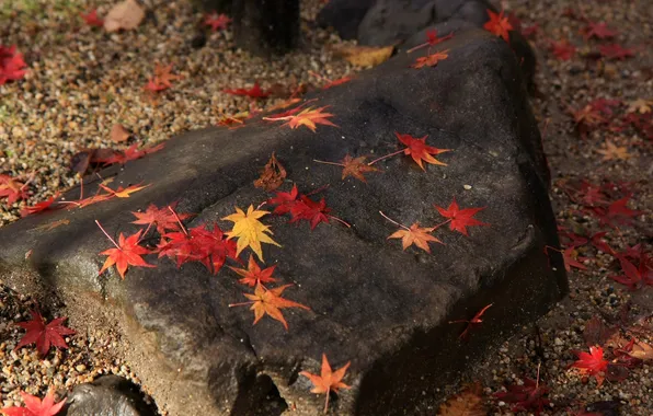 Autumn, leaves, stone, yellow, red, maple