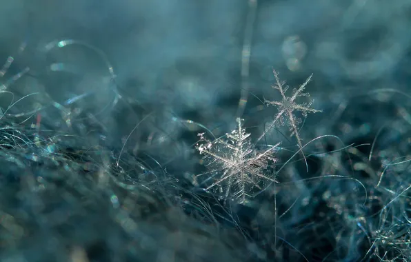 Macro, snowflakes, nature