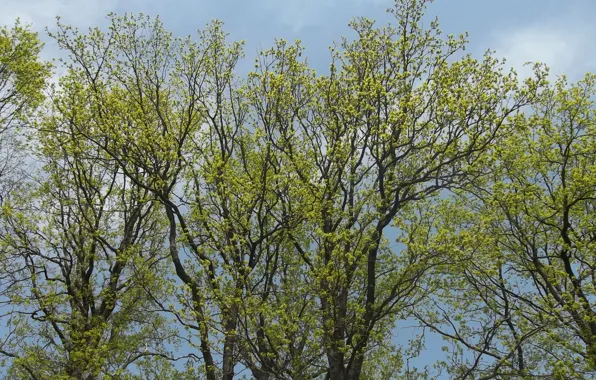 Picture forest, the sky, trees, spring, oak, March