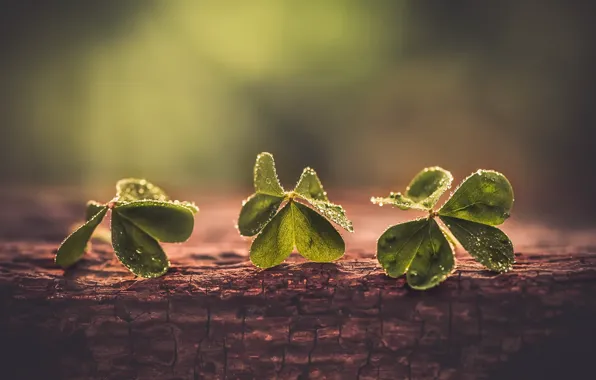 Picture macro, background, clover