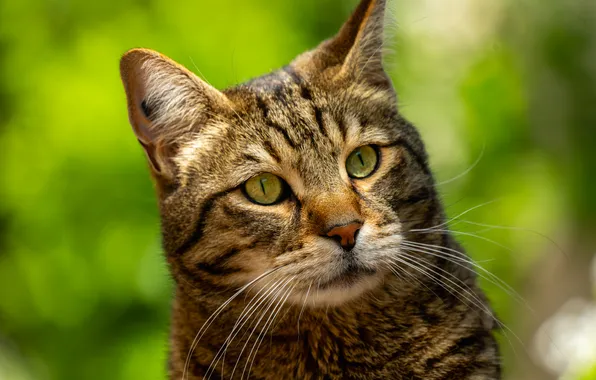 Cat, cat, look, light, nature, pose, grey, portrait