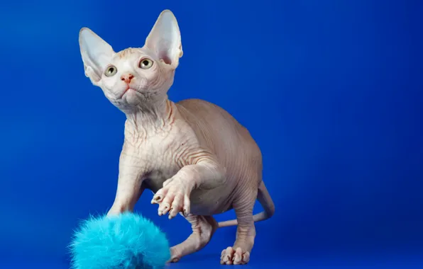 Cat, look, Sphinx