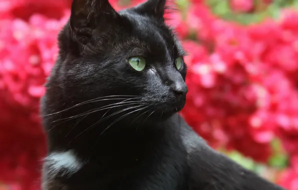 Picture cat, cat, background, black, profile