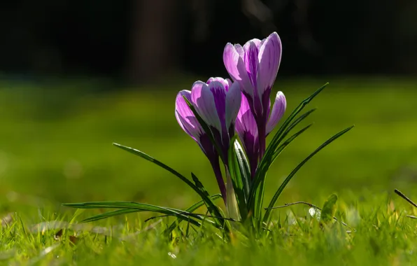 Purple, flowers, glade, Crocus s