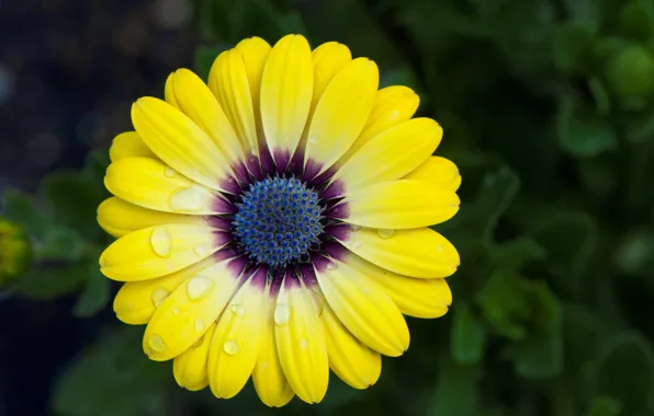 Picture drops, macro, petals