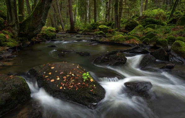 Picture forest, leaves, trees, stream, stones, moss