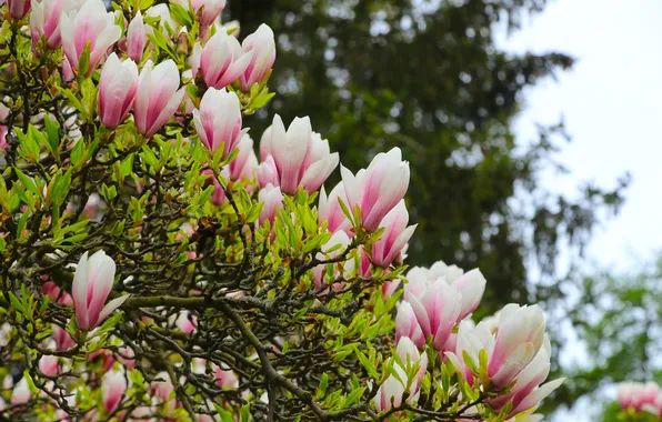 Flower, spring, magnolia, twig
