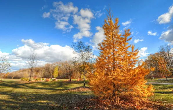 Picture autumn, the sky, grass, trees, Park