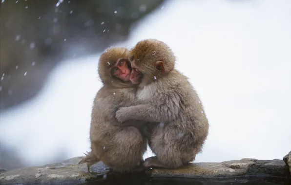 Picture cold, winter, water, snow, Wallpaper, monkey, wallpaper, bask