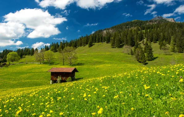 The sky, grass, clouds, trees, landscape, nature, Germany, grass