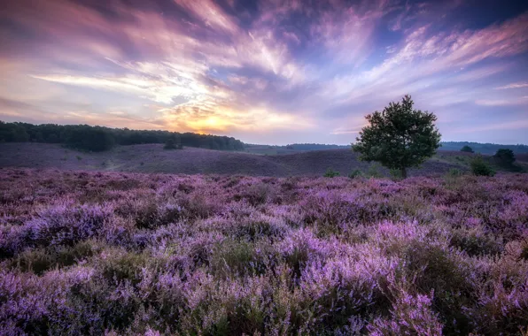 Field, trees, flowers