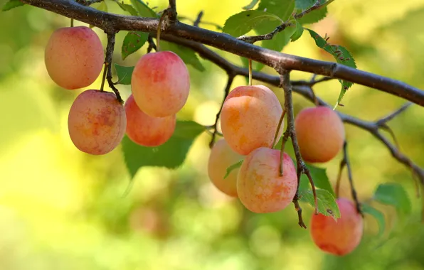 Branches, berries, garden, plum