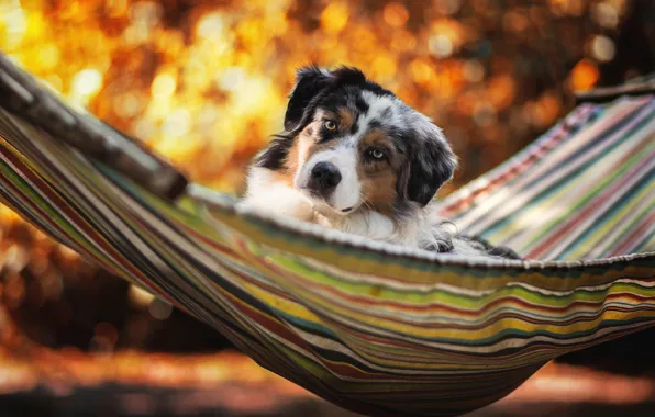 Picture summer, stay, dog, hammock, Australian shepherd, Aussie