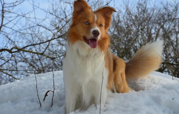 Picture winter, snow, dog