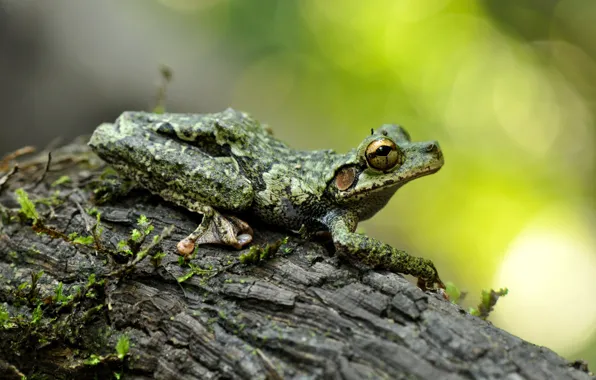 Look, macro, pose, background, tree, frog, bark, bokeh