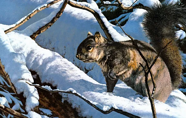 Winter, forest, look, light, snow, branches, nature, pose