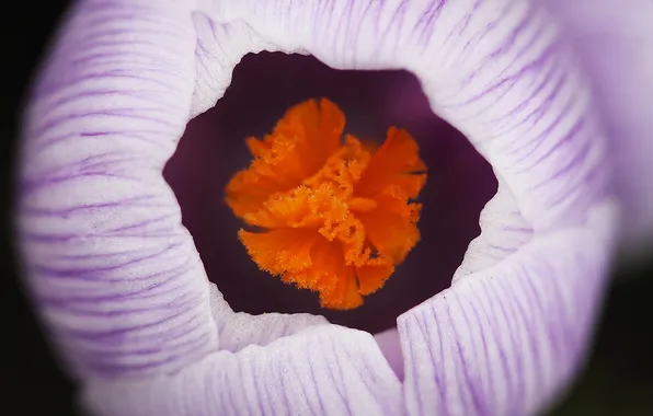 White, flower, macro, striped, primrose, Krokus, spring