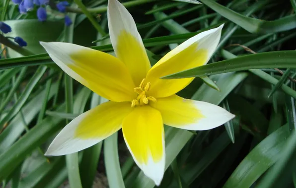 White, flower, yellow