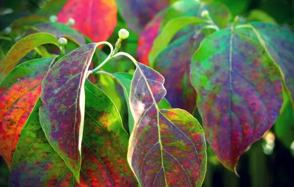 Autumn, leaves, nature