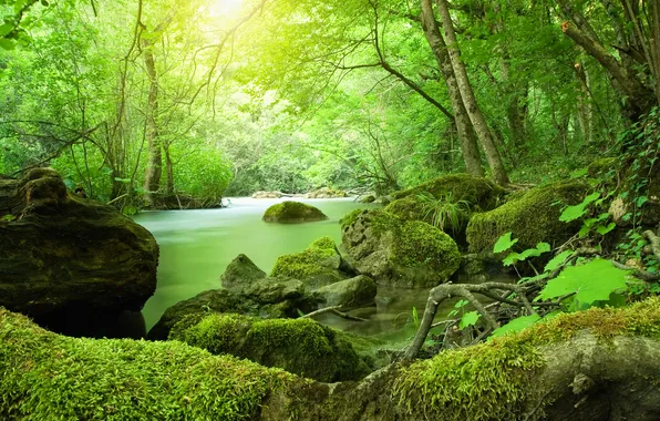 Picture trees, nature, river, moss, Kani