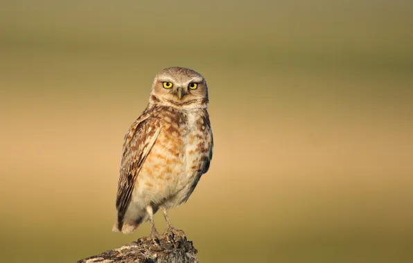 Eyes, branch, eyes, branch, burrowing owl, burrowing owl