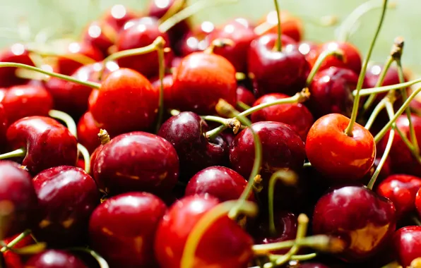 Macro, cherry, berries, Shine, food, harvest, a lot, cherry