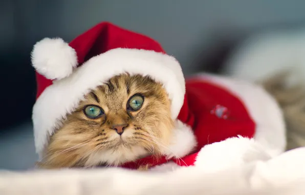 Costume, Daisy, © Benjamin Torode, Christmas Cat