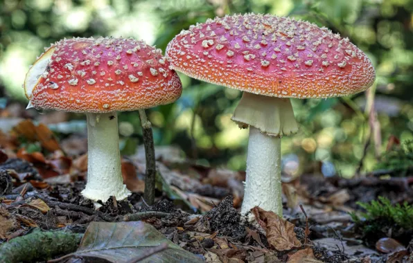 Autumn, forest, mushrooms, mushroom, toadstool