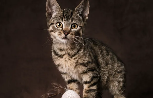 Picture look, background, toy, portrait, kitty