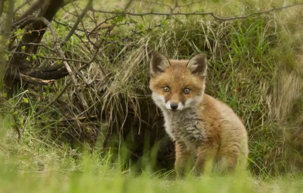 Picture Fox, cub, Fox