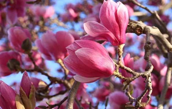 Picture macro, pink, Magnolia