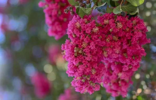 Macro, exotic, raspberry