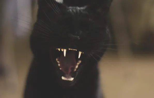 Yawns, black cat, mooninherhair