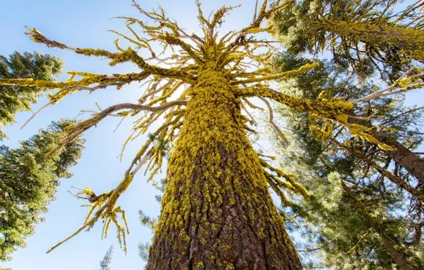 Picture the sky, trees, moss, trunk