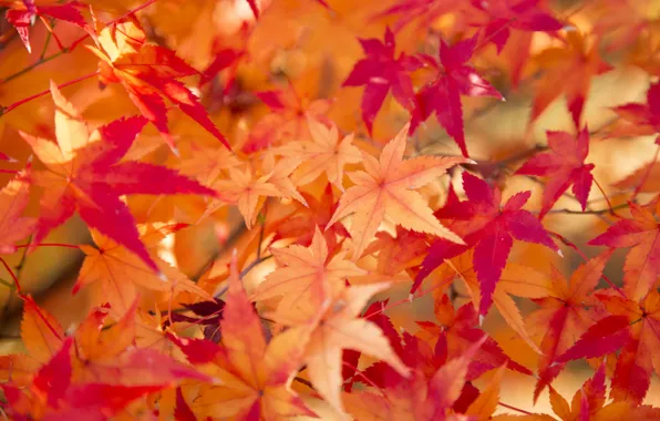 Picture autumn, leaves, texture, the crimson