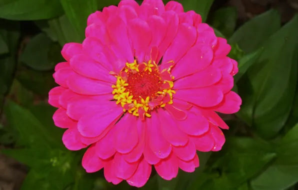 Picture Macro, Macro, Pink flower, Pink flower