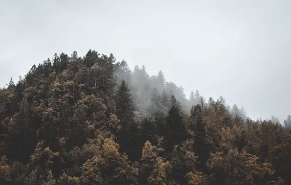 Picture forest, the sky, trees, nature, Slovenia