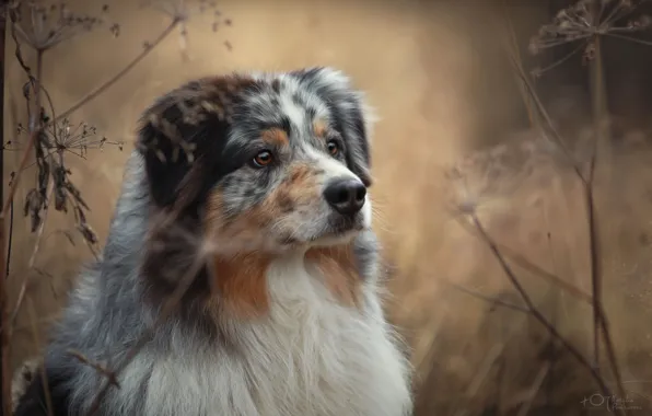 Picture autumn, grass, nature, animal, dog, dog, Aussie